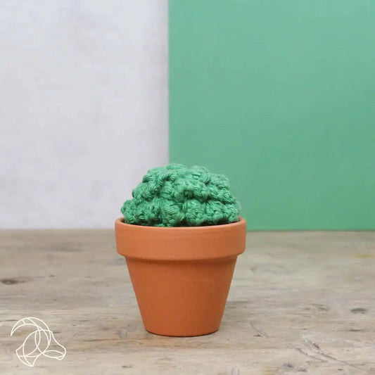 Cactussen haakpakket
